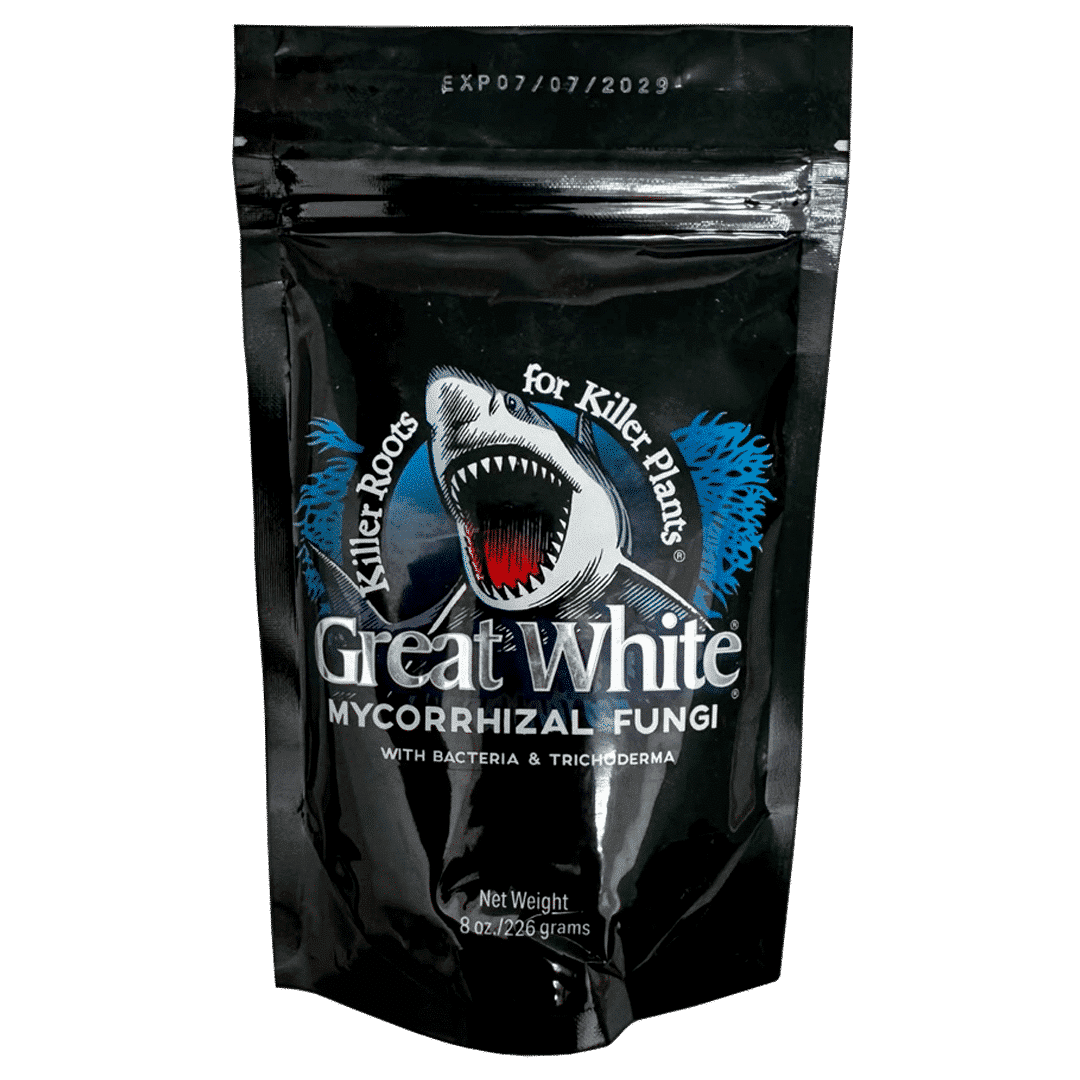GREAT WHITE 8 Oz