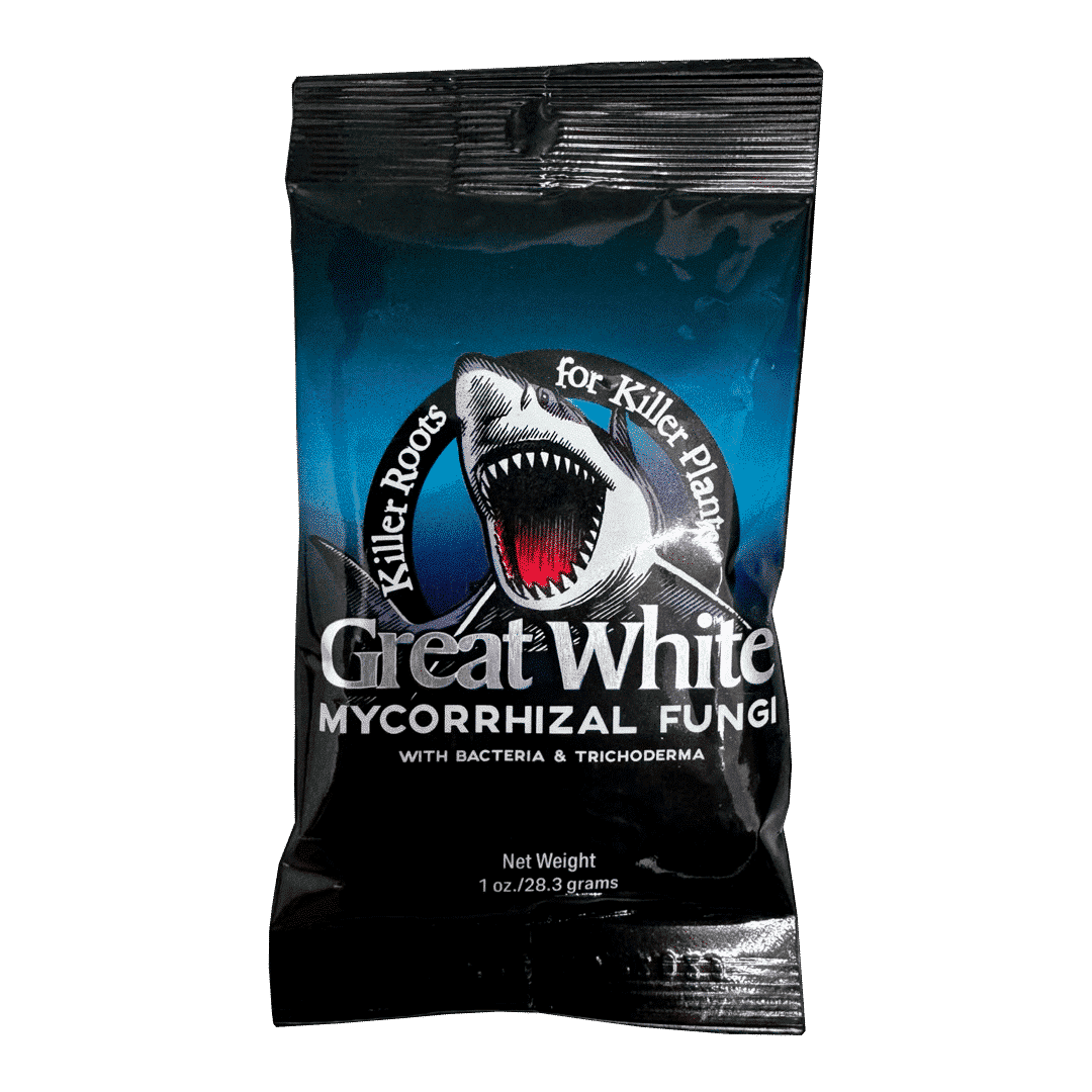 GREAT WHITE 1 Oz